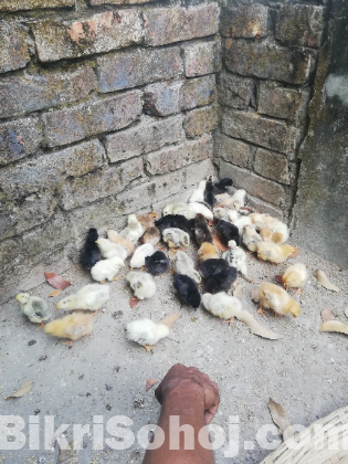 দেশি মুরগির বাচ্চা
